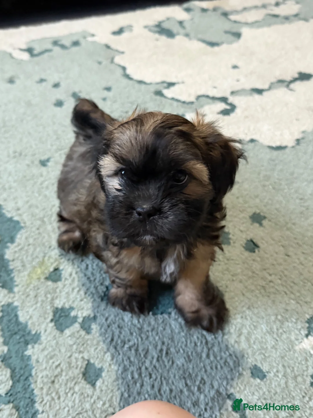 Shorkie dogs for sale: One girl available to leave today - Advert 6