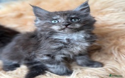 Maine Coon cats for sale: Stunning Mainecoon kittens ready now!!!! - Image 4