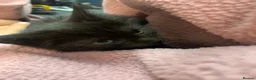 Mixed Breed cats for sale: Kittens - Advert 2