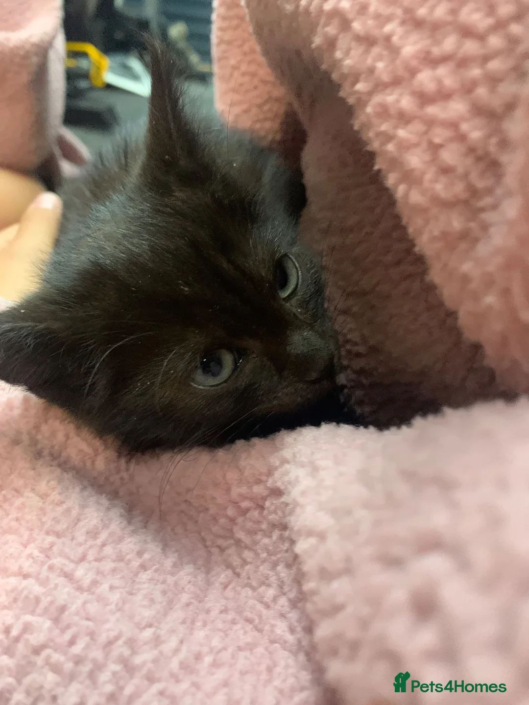 Mixed Breed cats for sale: Kittens - Advert 2