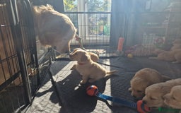 Golden Retriever dogs for sale: Golden Retriever puppies  in Lee-on-the-Solent - Image 10