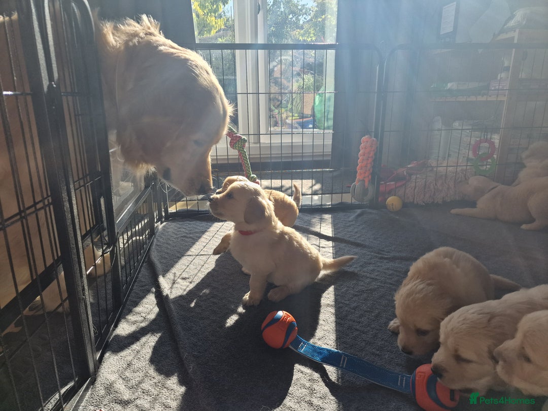 Golden Retriever dogs for sale: Golden Retriever puppies  in Lee-on-the-Solent - Image 10