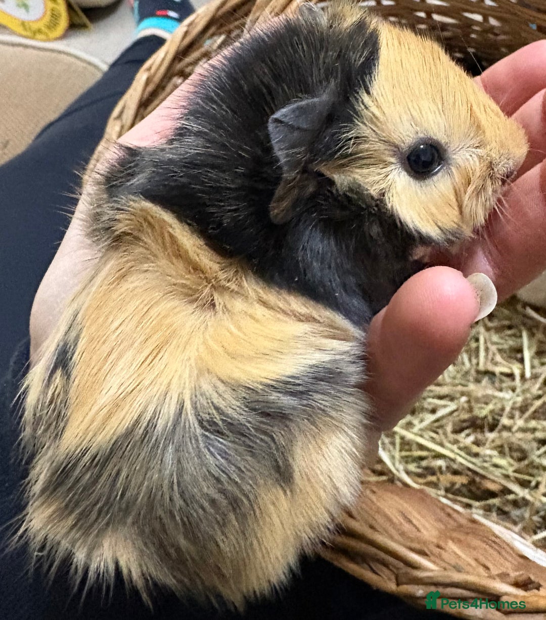 Guinea Pig rodents for sale: Baby male guinea pigs  - Advert 1