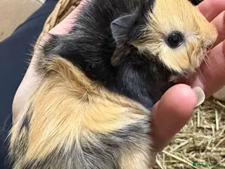 Guinea Pig rodents Baby male guinea pigs - Advert 17