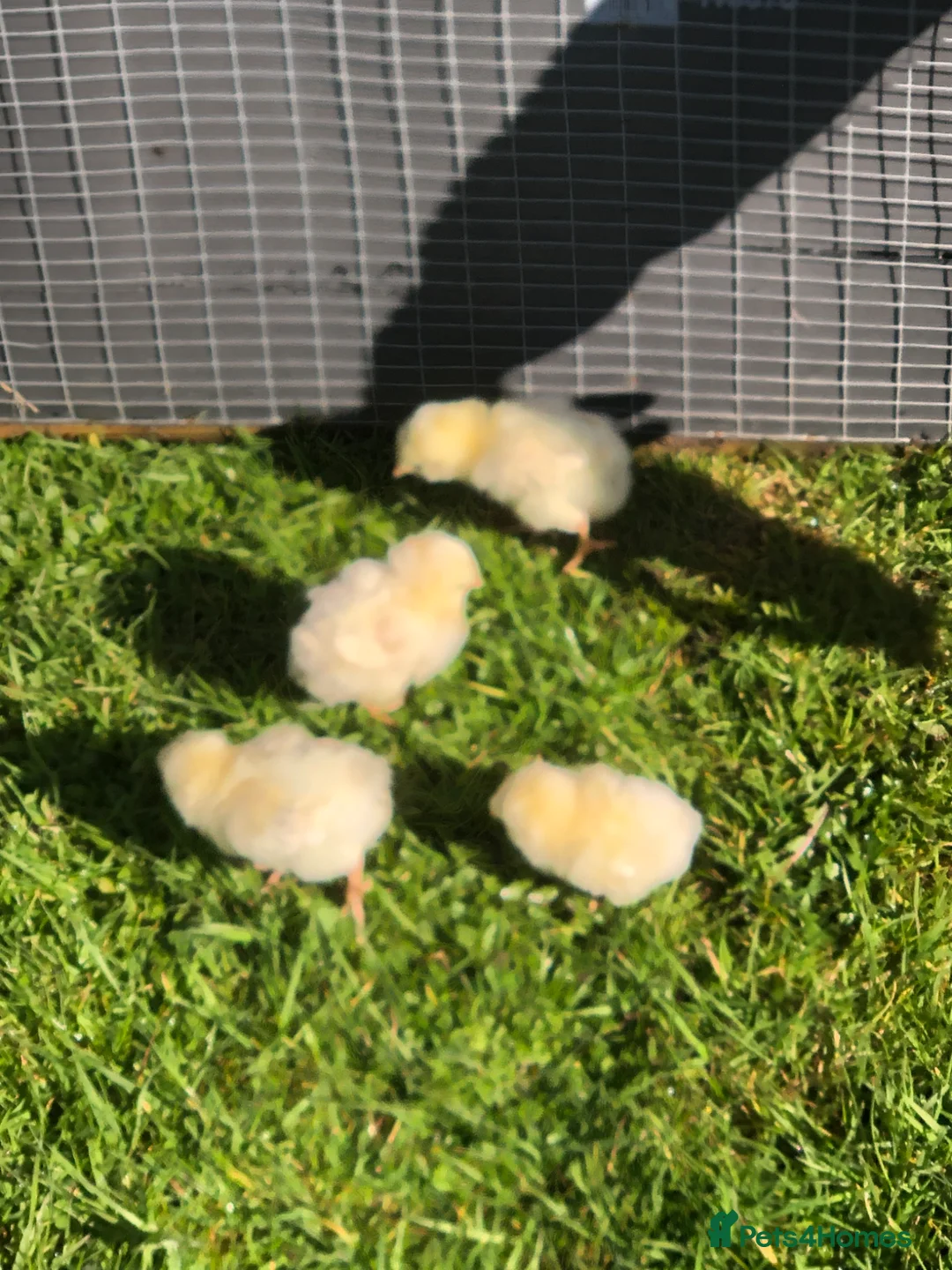 Chickens poultry for sale: Day old chicks for sale  - Advert 1