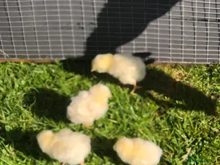 Chickens poultry Day old chicks for sale - Advert 1