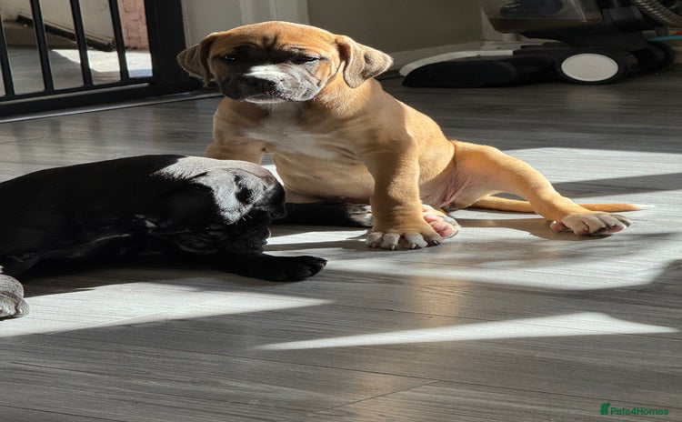 Mixed Breed dogs - Advert 5