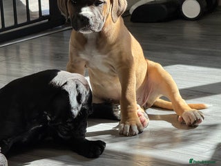 Mixed Breed dogs - Advert 2