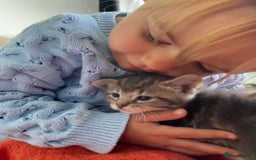 Mixed Breed cats for sale: Mixed breed ragdoll & tabby kittens - Image 18