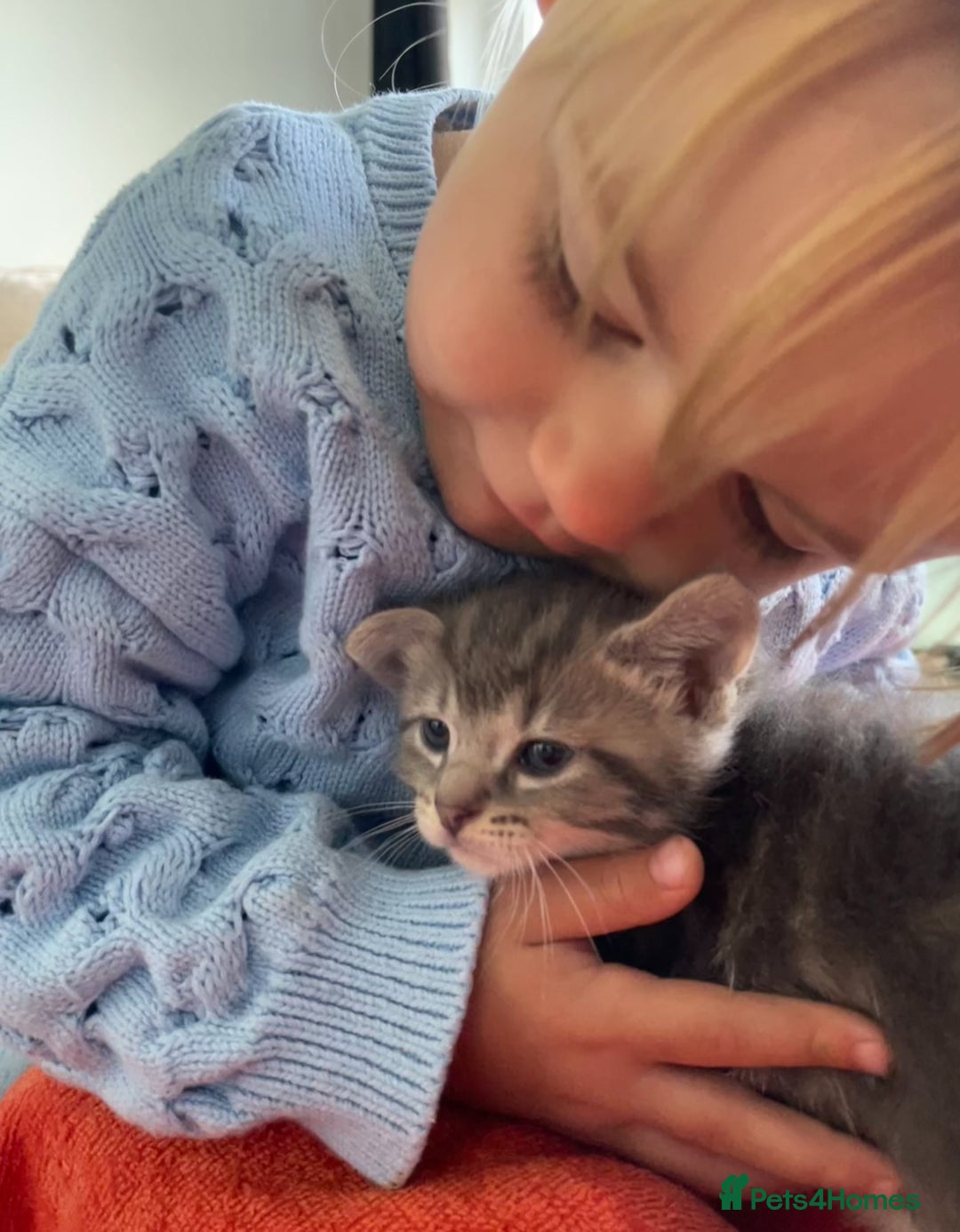 Mixed Breed cats for sale: Mixed breed ragdoll & tabby kittens - Image 18