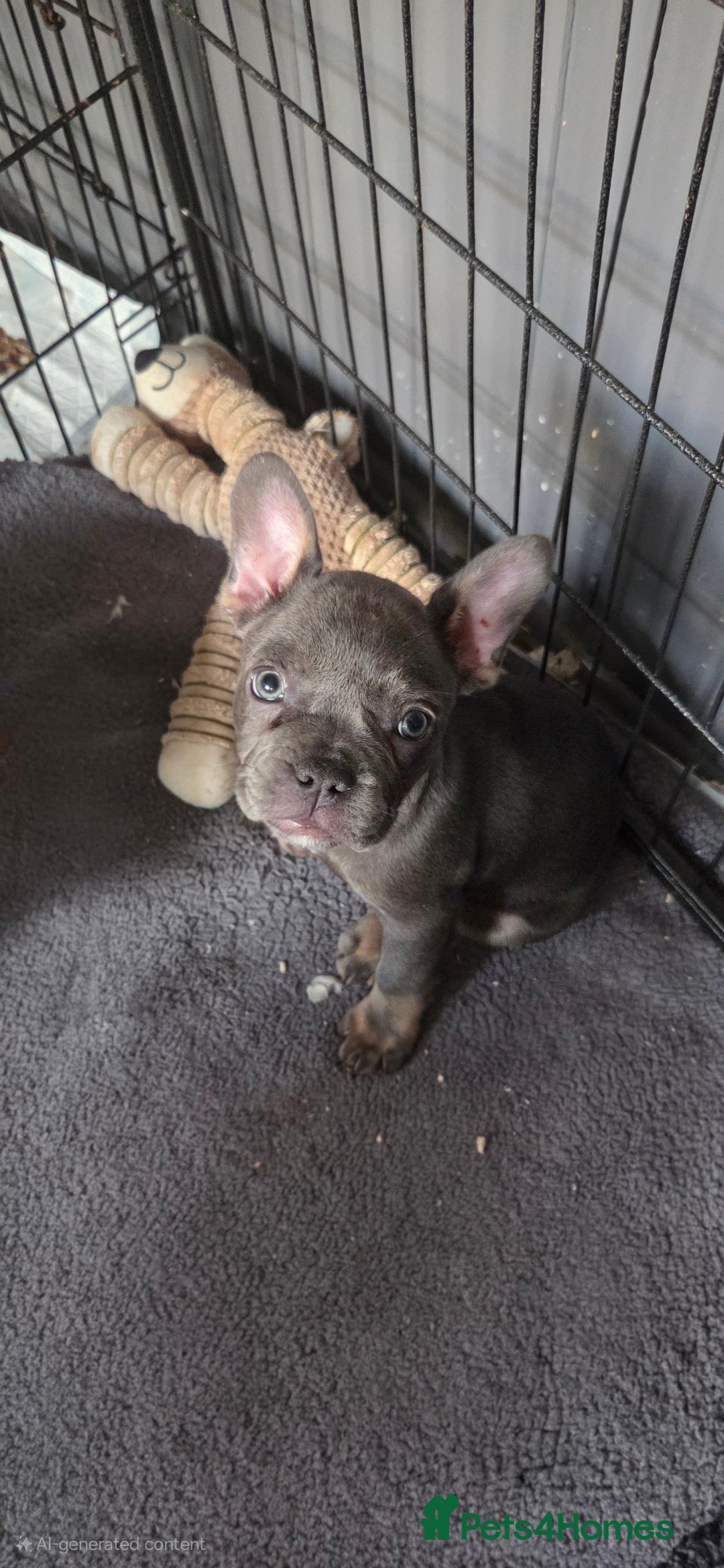 French Bulldog dogs for sale: 6 frenchie/ French bulldog - Image 1