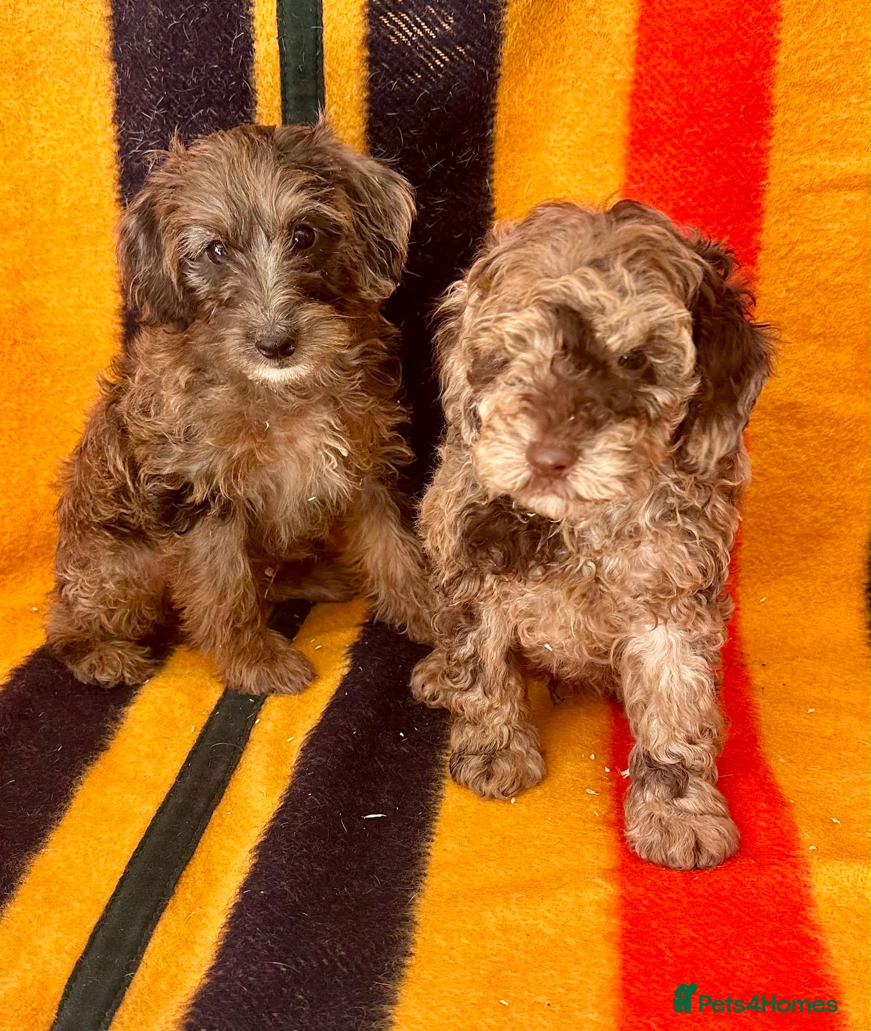 Jackapoo dogs READY NOW - Jackapoo Puppies - Advert 1