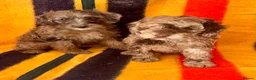 Jackapoo dogs for sale: Beautiful Jackapoo Puppies – Ready Now - Advert 4