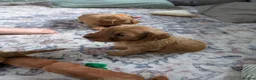 Cockapoo dogs for sale: Cockerpoo puppy's  - Advert 10
