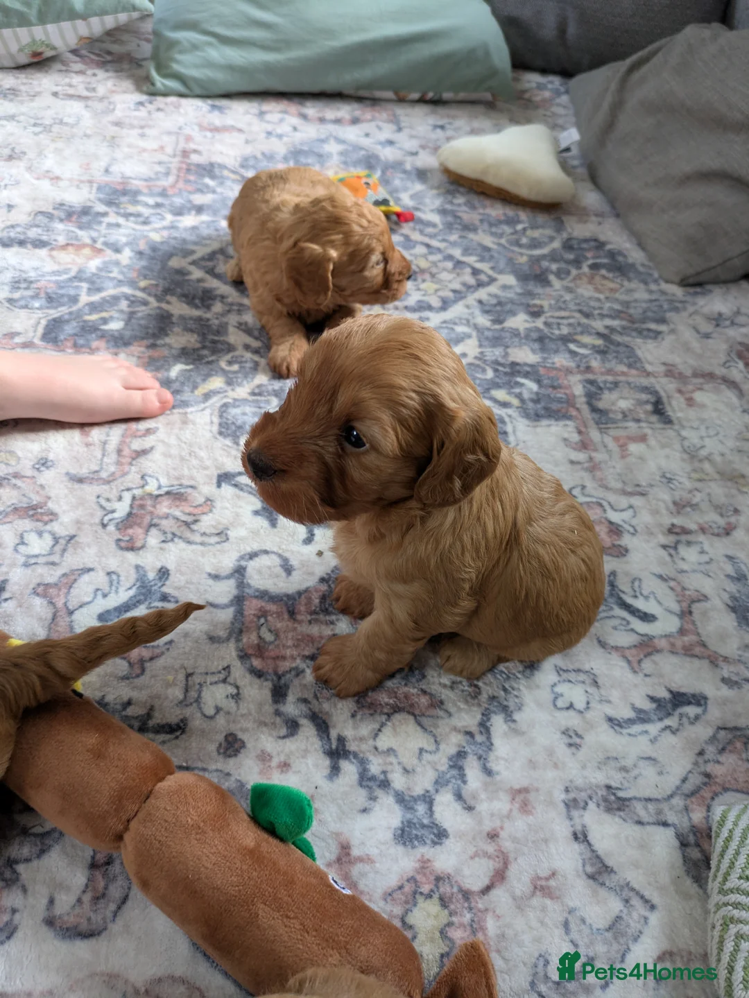Cockapoo dogs for sale: Cockerpoo puppy's  - Advert 10