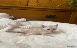 Bengal cats for sale: 💎💎💎 Luxury Bengal Kittens Available  - Image 21