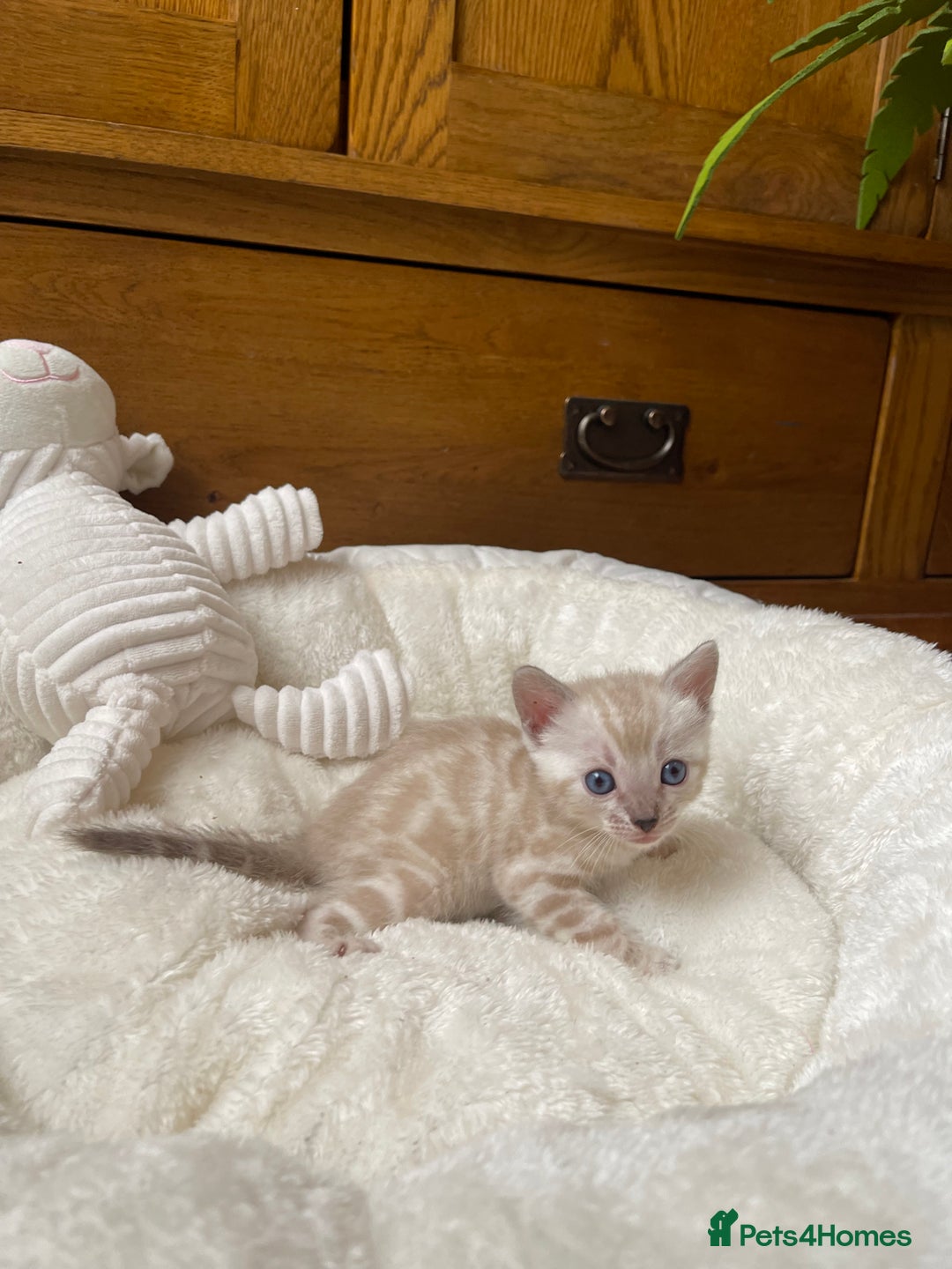 Bengal cats for sale: 💎💎💎 Luxury Bengal Kittens Available  - Image 21