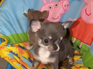 Chihuahua dogs XXS Tiny Chihuahua Puppies - Advert 3