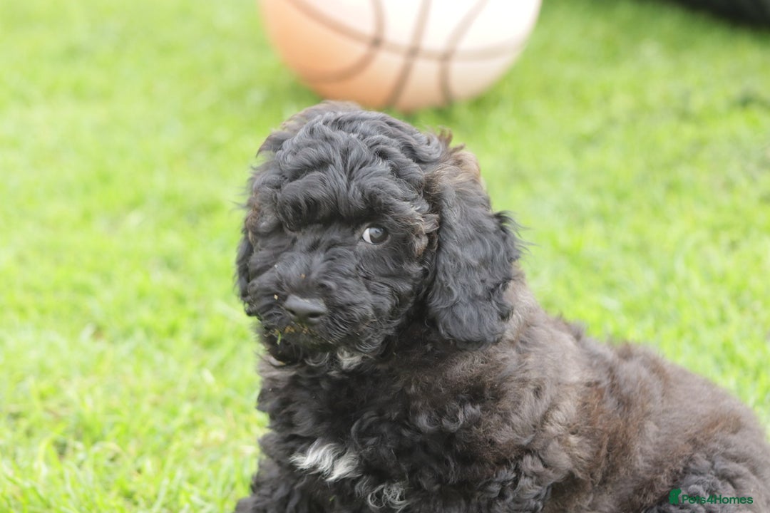 Poochon dogs for sale: F1 Poochon puppy for sale - Image 34