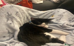 Mixed Breed cats for sale: 2 bonded males needs a home asap - Image 18