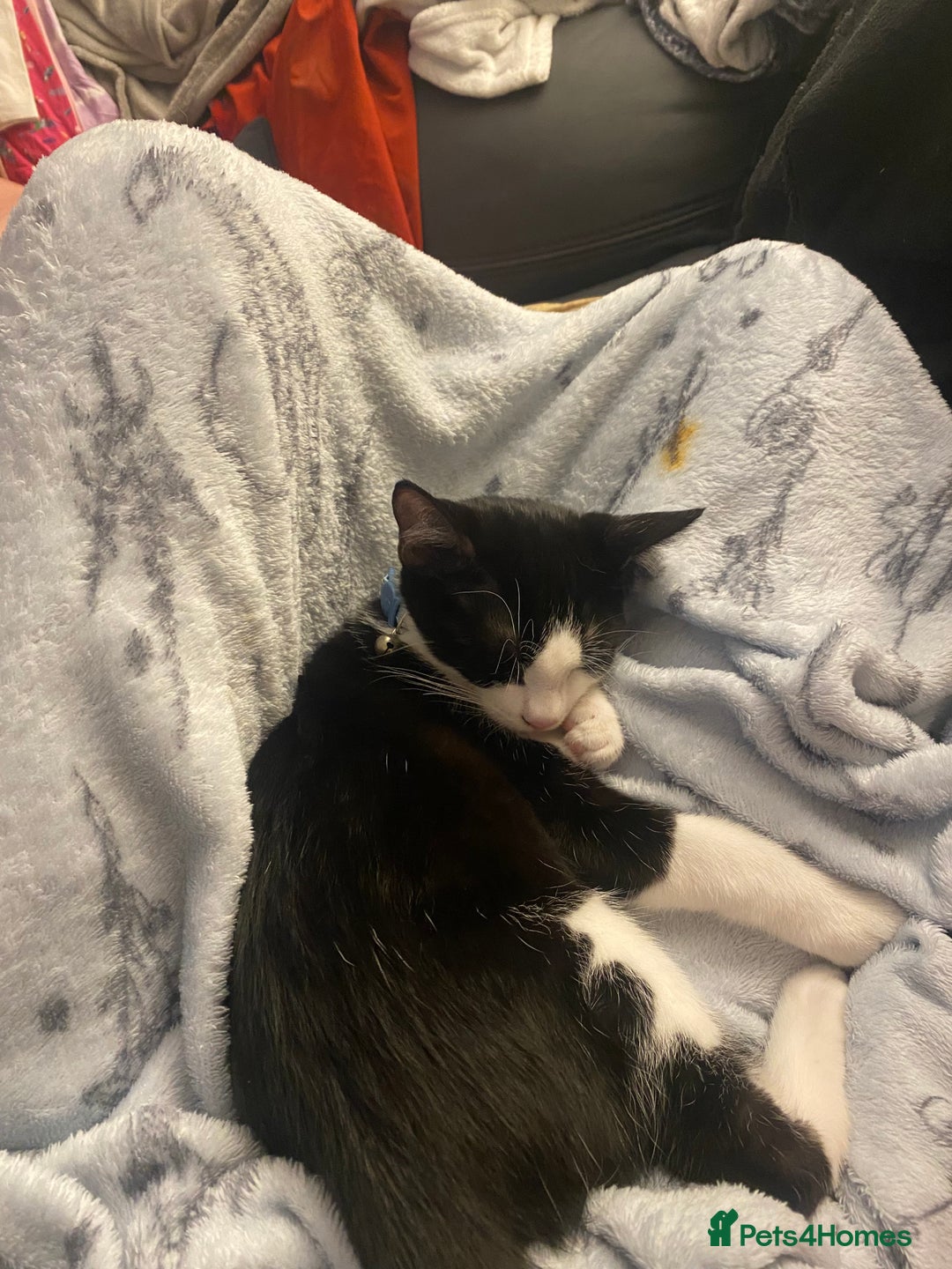 Mixed Breed cats for sale: 2 bonded males needs a home asap - Image 18