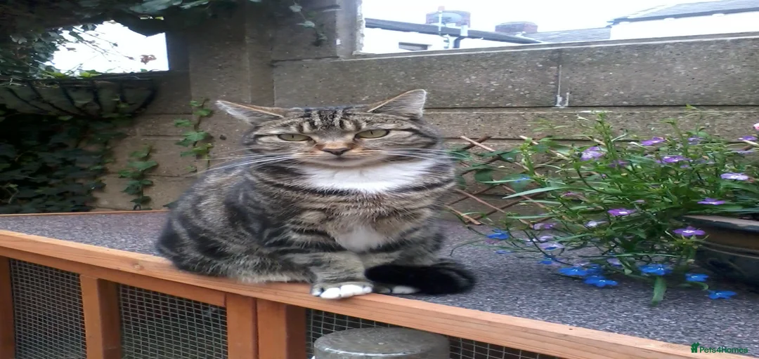 Gallery Image {{count}}