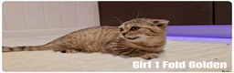Scottish Fold cats for sale: 🐾 Beautiful Scottish Fold & British Shorthair - Advert 23