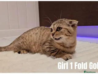 Scottish Fold cats 🐾 Beautiful Scottish Fold & British Shorthair - Advert 6