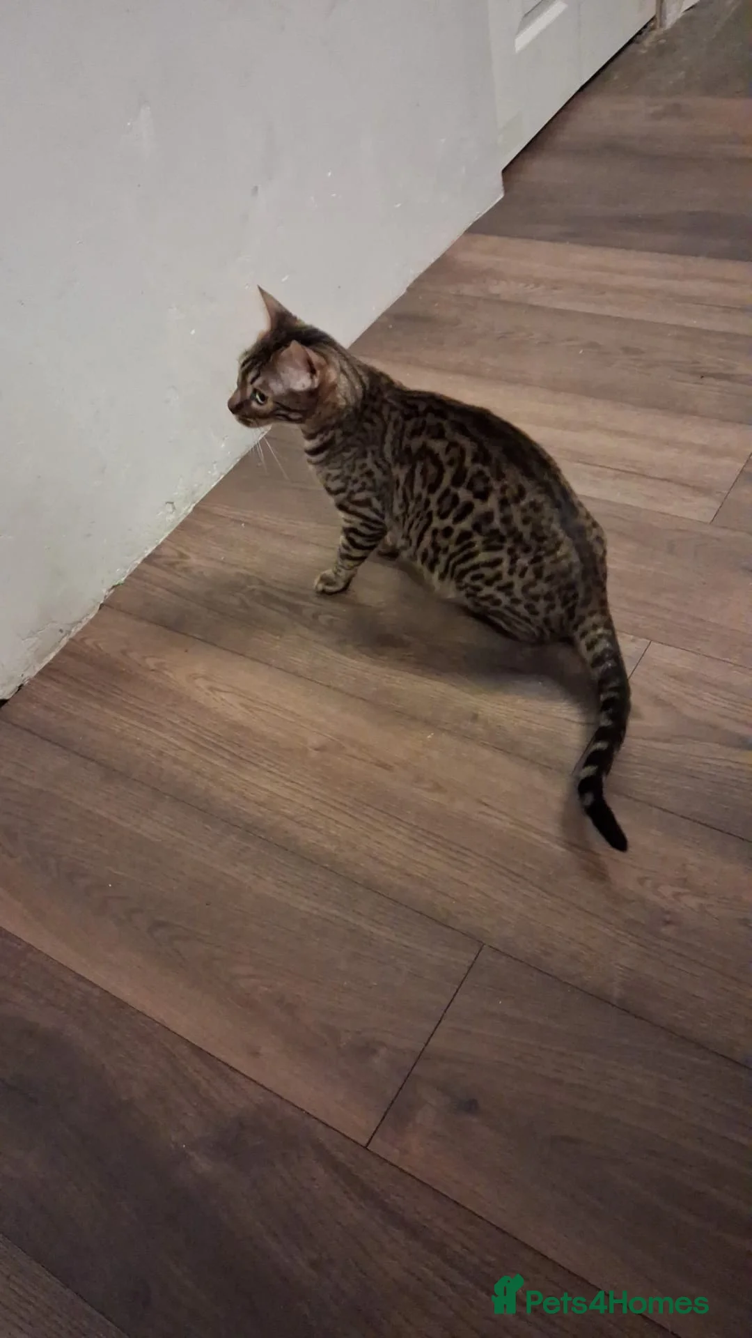 Bengal cats for sale: 4 Pure Bengal Kittens  - Advert 1