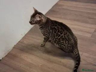 Bengal cats 4 Pure Bengal Kittens - Advert 1