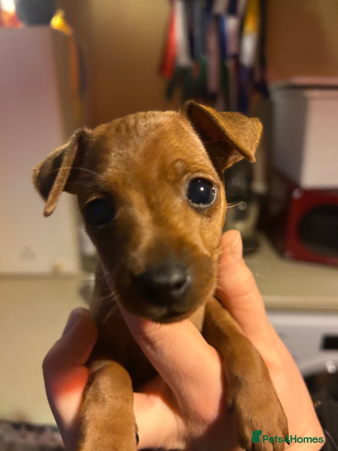 Miniature Pinscher dogs for sale: Stunning KC Miniature Pinscher puppies - Advert 17