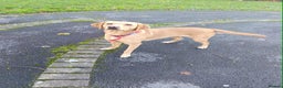 Labrador Retriever dogs for sale: Female Labrador  - Advert 1