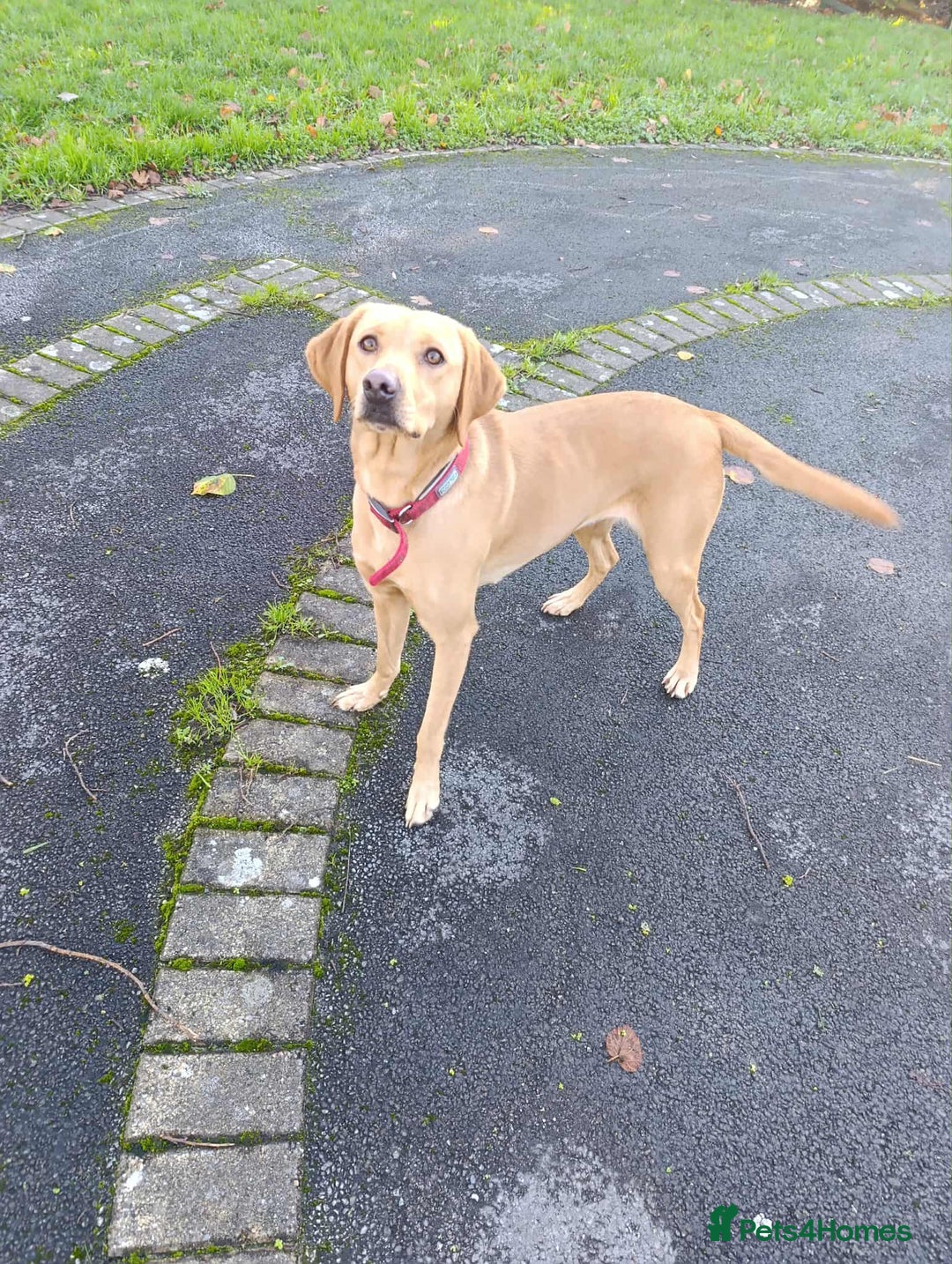 Labrador Retriever dogs for sale: Female Labrador  - Advert 1