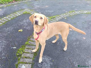 Labrador Retriever dogs Female Labrador - Advert 16