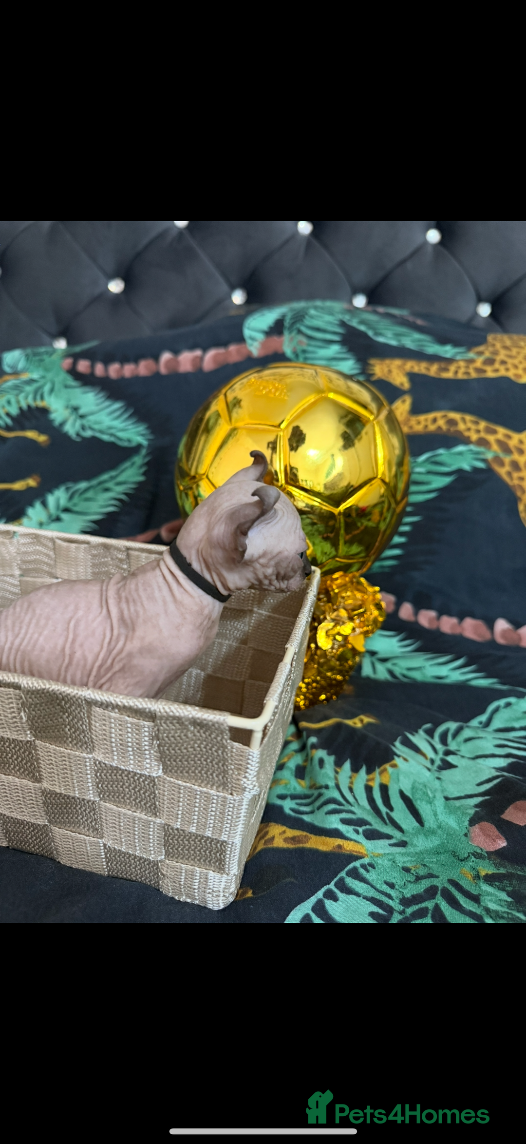 Sphynx cats for sale: Bald, bold elf blue eyes kittens  - Image 36