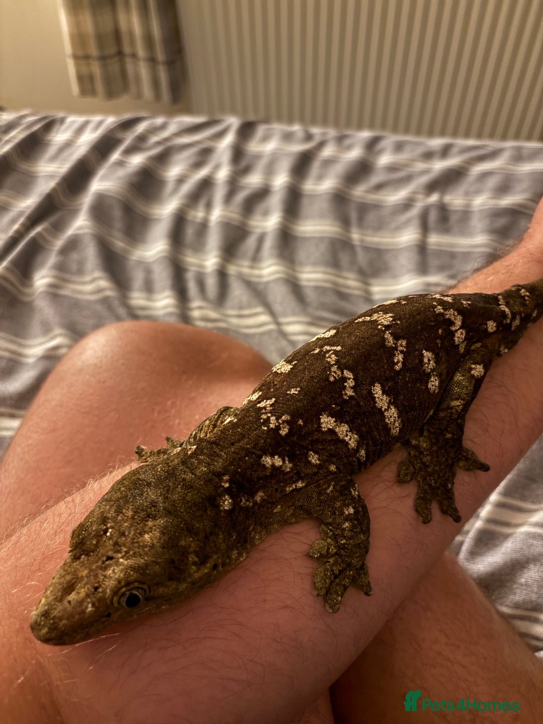 Gecko reptiles for sale: 4 Year Old Male Leachi For Sale  - Image 3