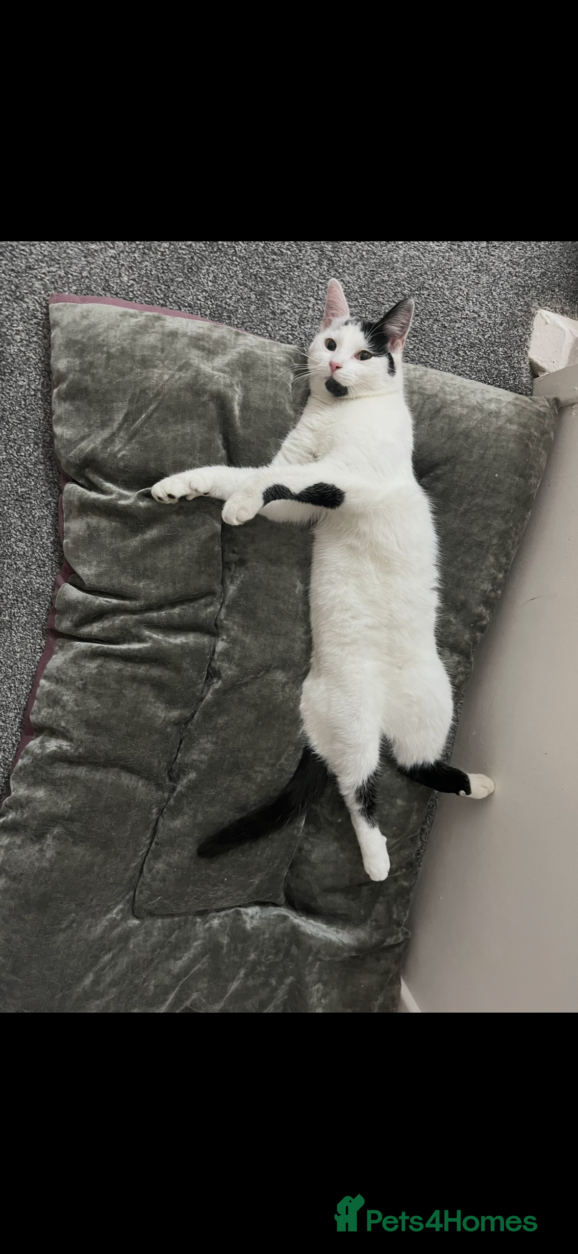 Mixed Breed cats Male cat  in Bilston - Advert 1