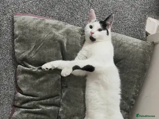 Mixed Breed cats Male cat in Bilston - Advert 1