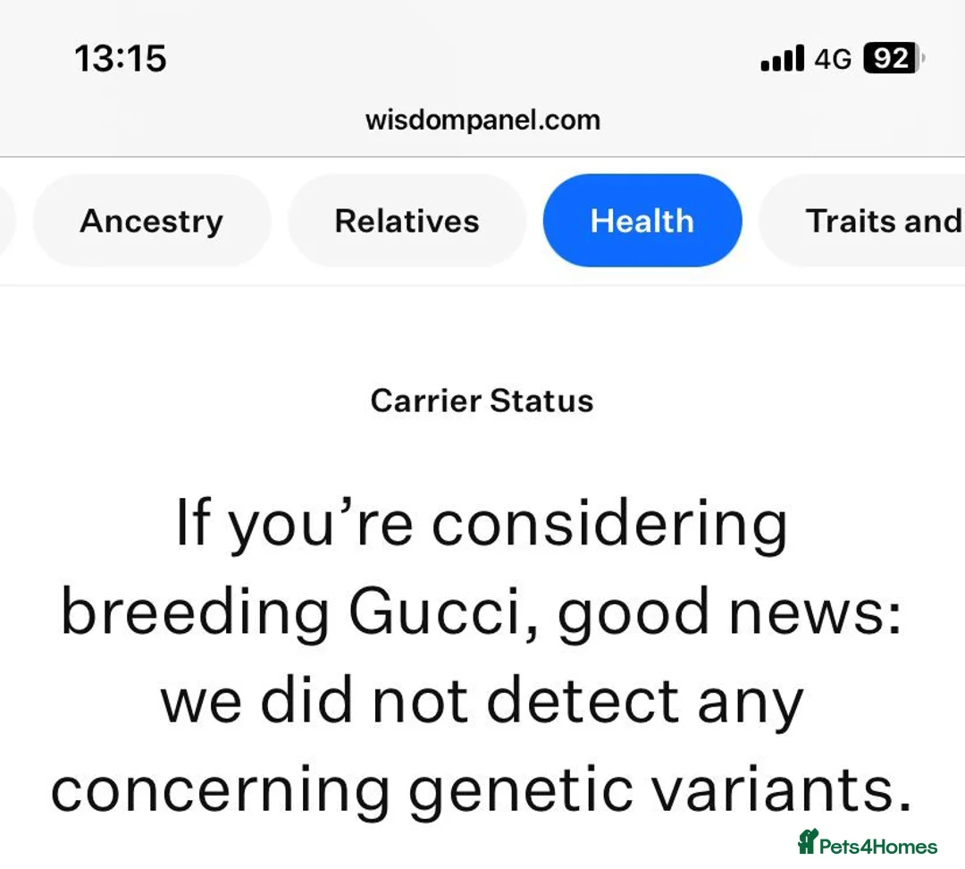 Maltese dogs for stud: 🤎DNA health tested Tiny Korean Maltese boy 🤎 - Advert 13