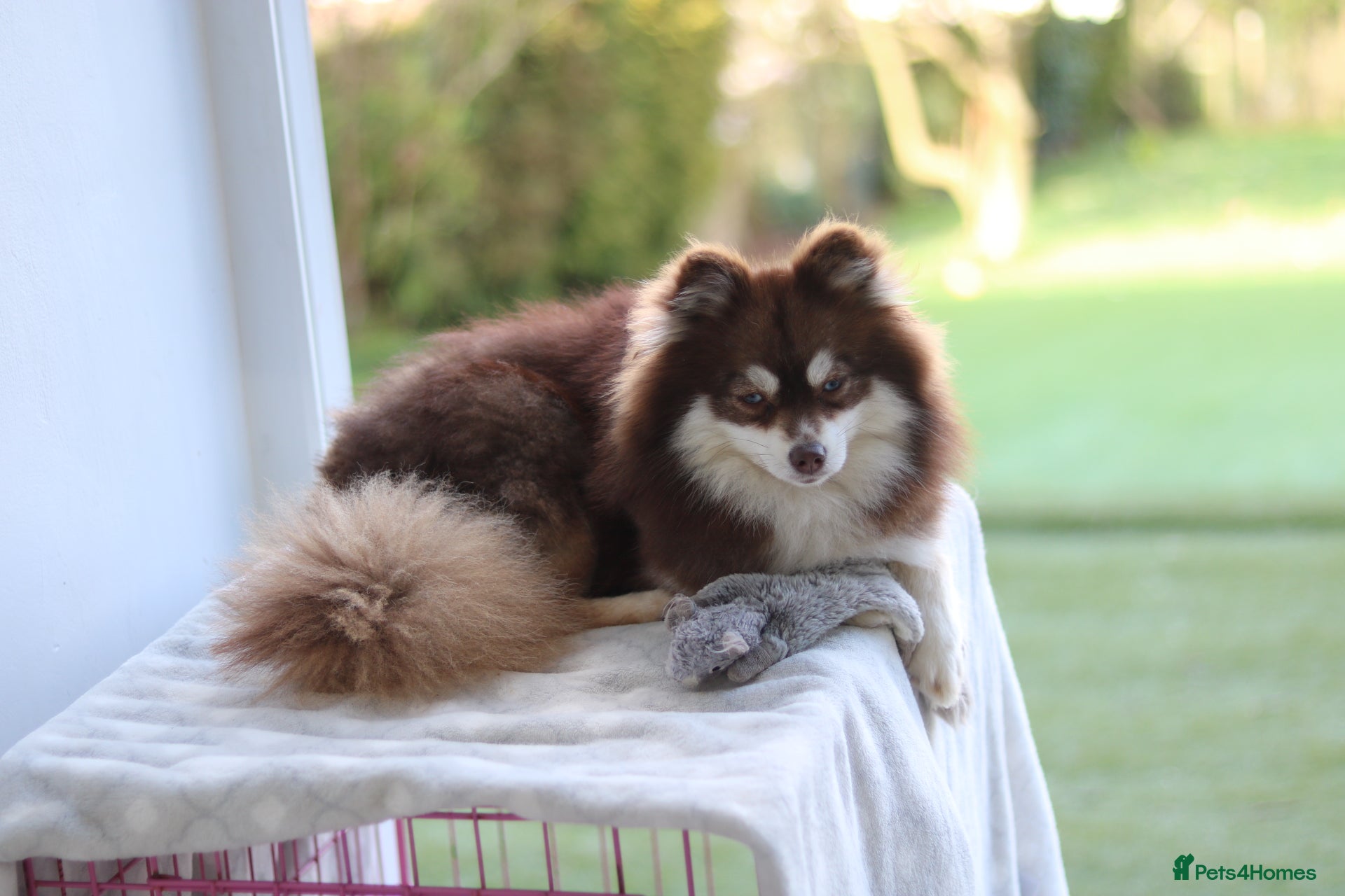Pomsky dogs Toy pomsky female  - Advert 2