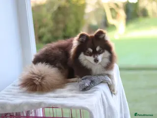 Pomsky dogs Toy pomsky female - Advert 2