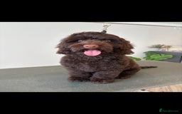 Cockapoo dogs for stud: Pedigree Cockapoo for Stud - Advert 1