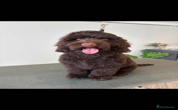 Cockapoo dogs Pedigree Cockapoo for Stud - Advert 1