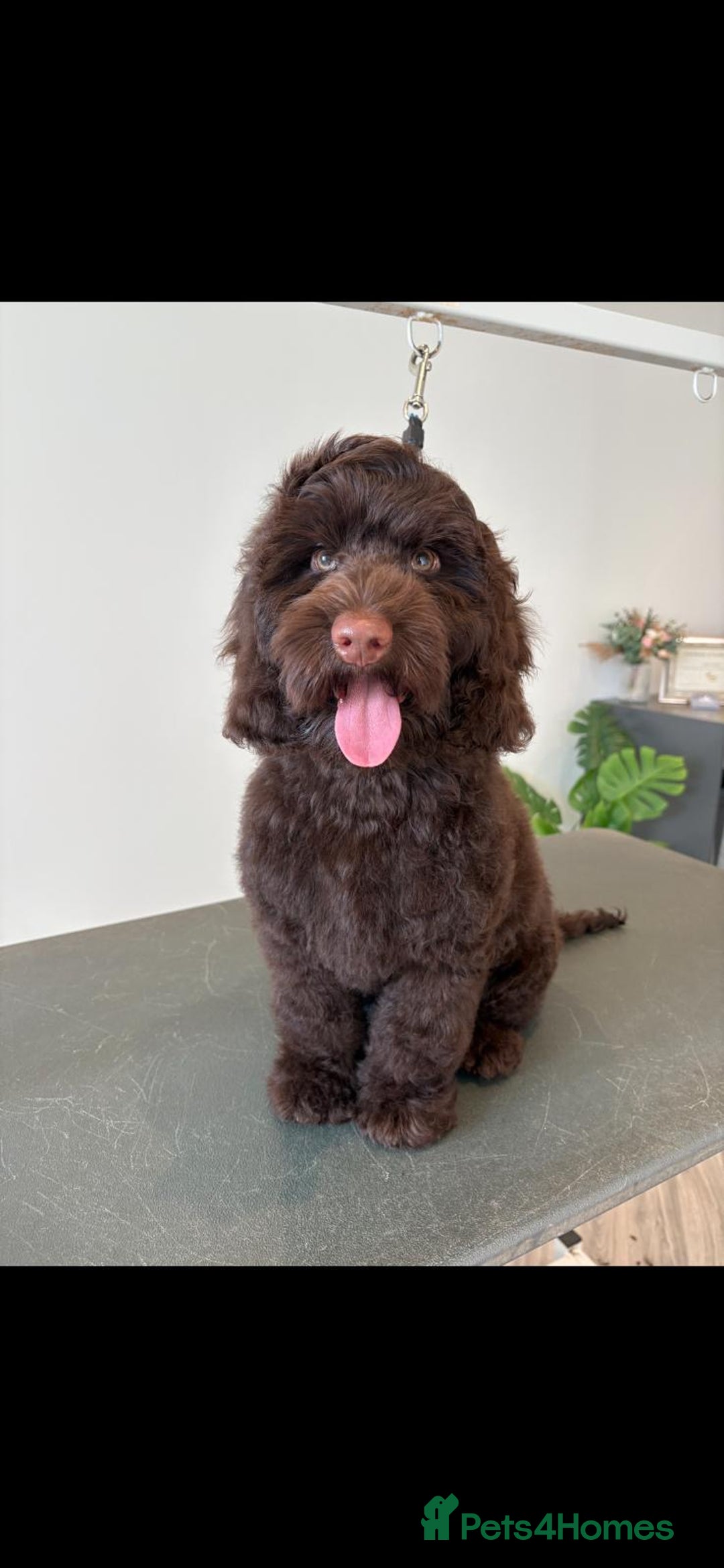 Cockapoo dogs for stud: Pedigree Cockapoo for Stud - Advert 1