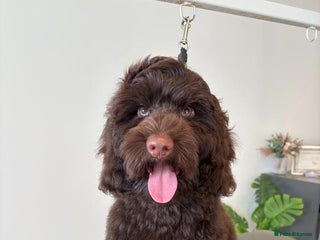 Cockapoo dogs Pedigree Cockapoo for Stud - Advert 11