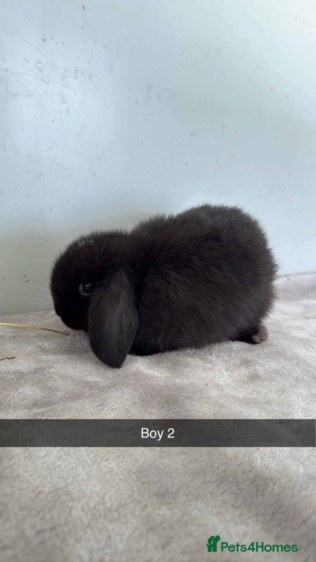 Mini Lop rabbits Ready to leave mini lop baby rabbits   - Advert 17