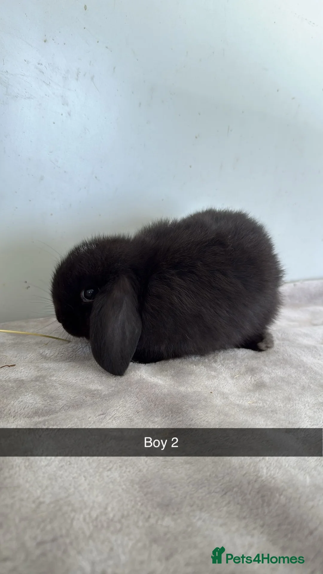 Mini Lop rabbits for sale: Ready to leave mini lop baby rabbits   - Advert 1