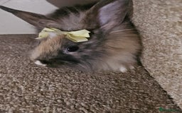 Mini Lion Lop rabbits for sale: Litter of mini lion lop rabbits - Image 5