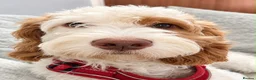 Cockapoo dogs for sale: Absolutely beautiful girl - Advert 2