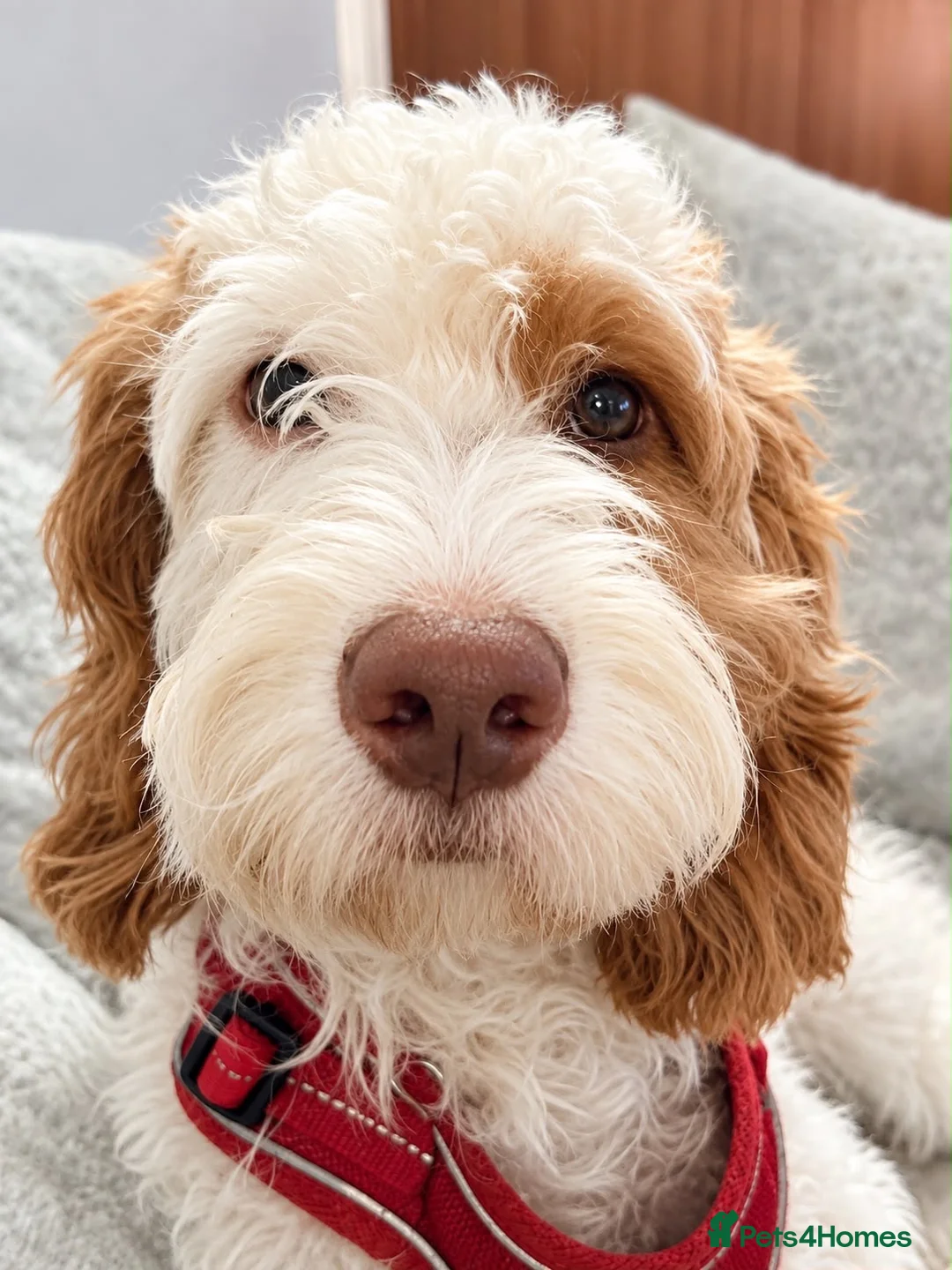 Cockapoo dogs for sale: Absolutely beautiful girl - Advert 2